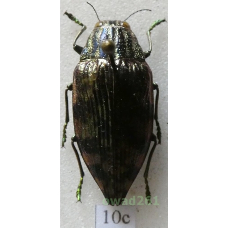 Polybothris zivetta (Klug, 1888) Madagascar10c